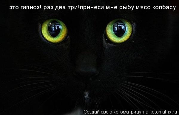Котоматрица: это гипноз! раз два три!принеси мне рыбу мясо колбасу