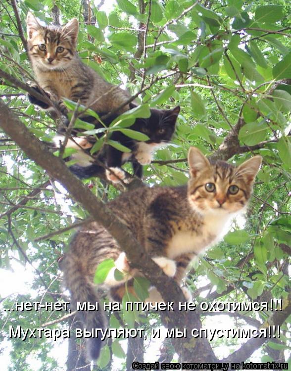 Котоматрица: ...нет-нет, мы на птичек не охотимся!!! Мухтара выгуляют, и мы спустимся!!!
