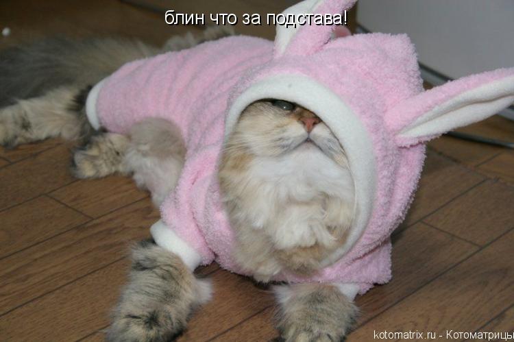 Котоматрица: блин что за подстава!
