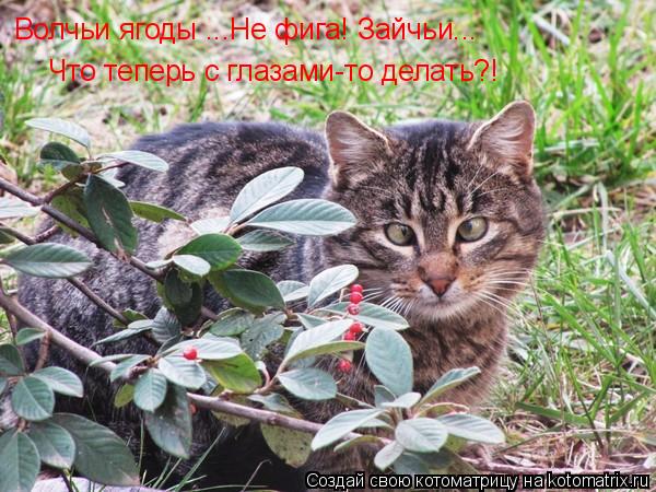 Котоматрица: Волчьи ягоды ...Не фига! Зайчьи... Что теперь с глазами-то делать?!