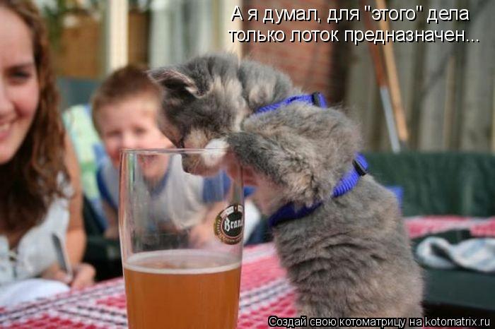 Котоматрица: А я думал, для "этого" дела  только лоток предназначен...