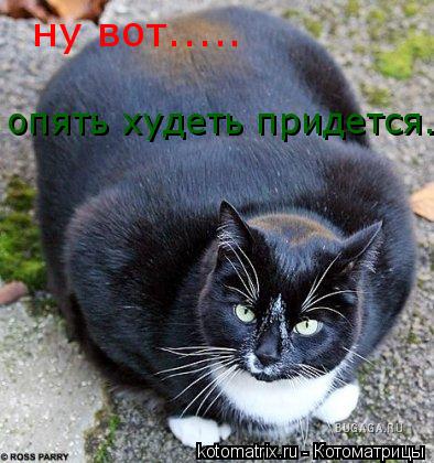 Котоматрица: ну вот..... опять худеть придется...