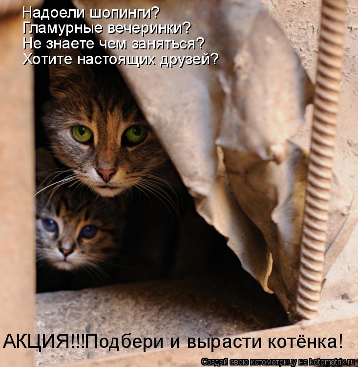 Котоматрица: Надоели шопинги? Гламурные вечеринки? Не знаете чем заняться? Хотите настоящих друзей? АКЦИЯ!!!Подбери и вырасти котёнка!