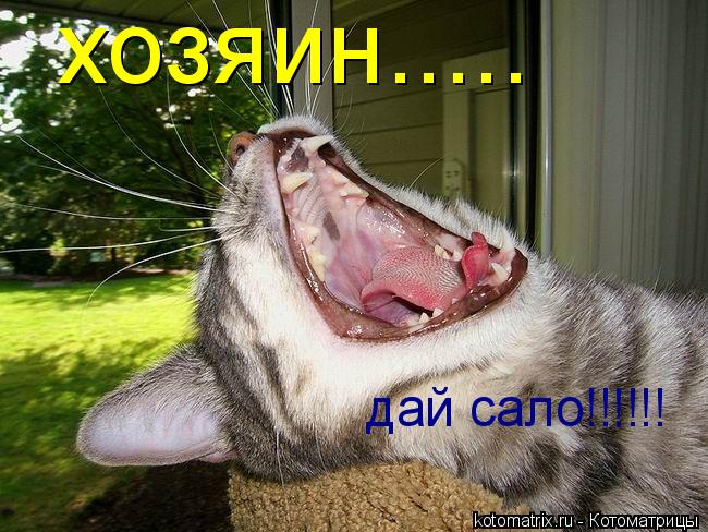 Котоматрица: хозяин..... дай сало!!!!!!