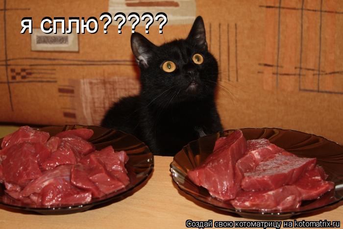 я сплю????? я сплю?????... Котоматрица: я сплю????? я сплю?????