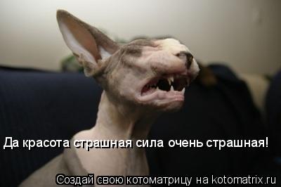 Котоматрица: Да красота страшная сила очень страшная!