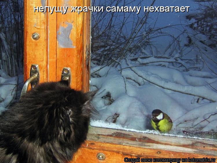 Котоматрица: непущу жрачки самаму нехватает