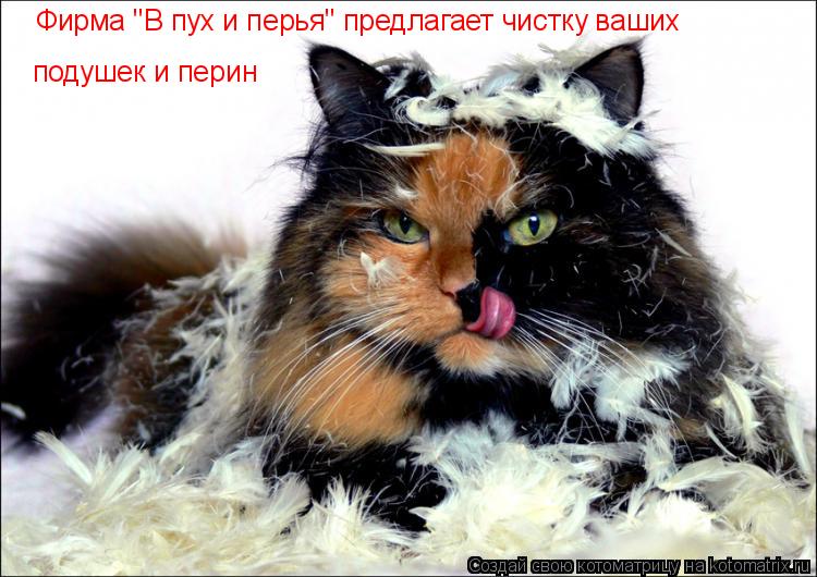 Котоматрица: Фирма "В пух и перья" предлагает чистку ваших  подушек и перин