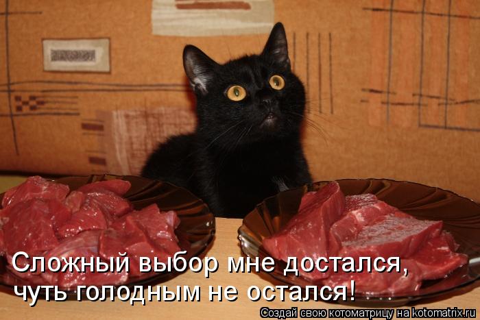 Сложный выбор мне достался, чуть голодным не остался!... Котоматрица: Сложный выбор мне достался, чуть голодным не остался!