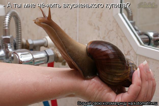 Котоматрица: - А ты мне чё-нить вкусненького купила?