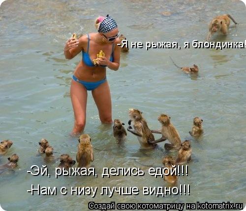 Котоматрица: -Эй, рыжая, делись едой!!! -Я не рыжая, я блондинка! -Нам с низу лучше видно!!!