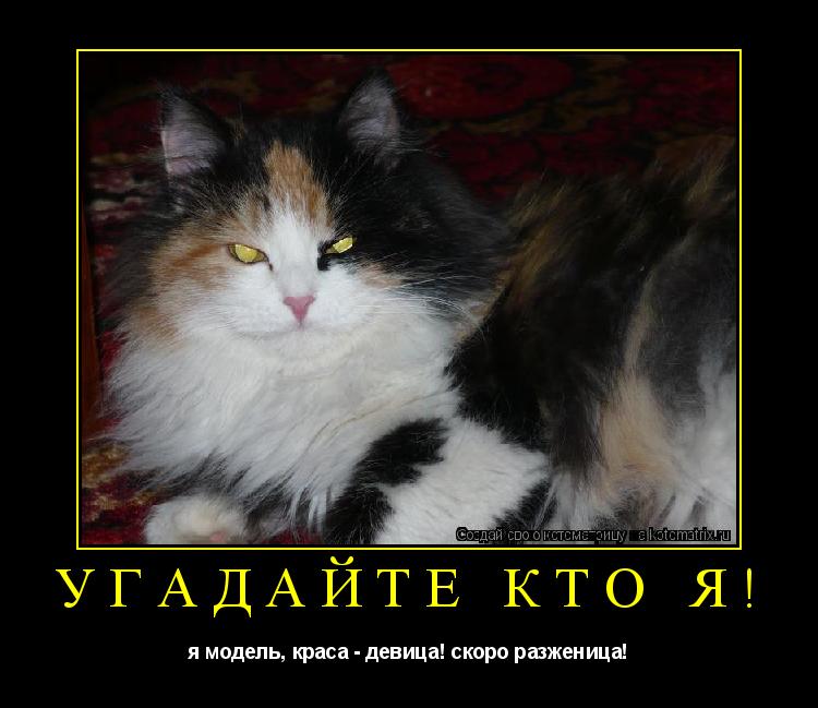 Котоматрица: угадайте кто я! я модель, краса - девица! скоро разженица!