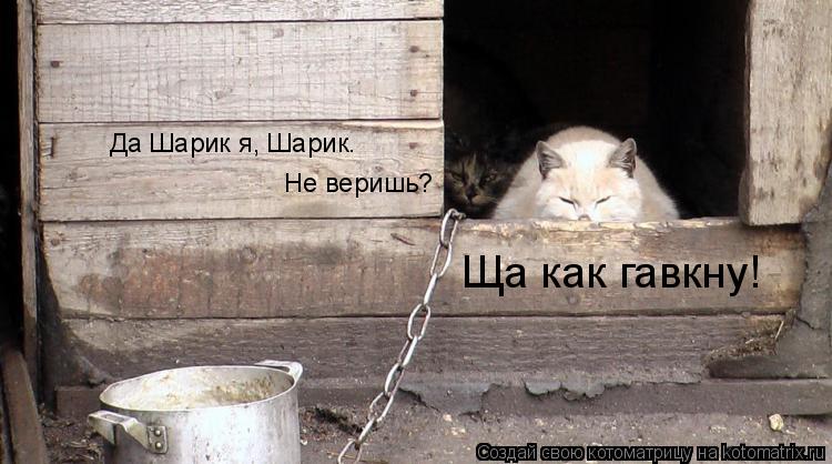 Котоматрица: Ща как гавкну! Да Шарик я, Шарик.  Не веришь?