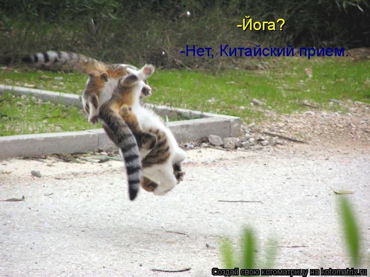 Котоматрица: -Йога? -Нет, Китайский прием.