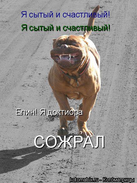 Я сытый и счастливый! Я сытый и счастливый! Блин! Я доктиора СОЖРАЛ... Котоматрица: Я сытый и счастливый! Я сытый и счастливый! Блин! Я доктиора СОЖРАЛ