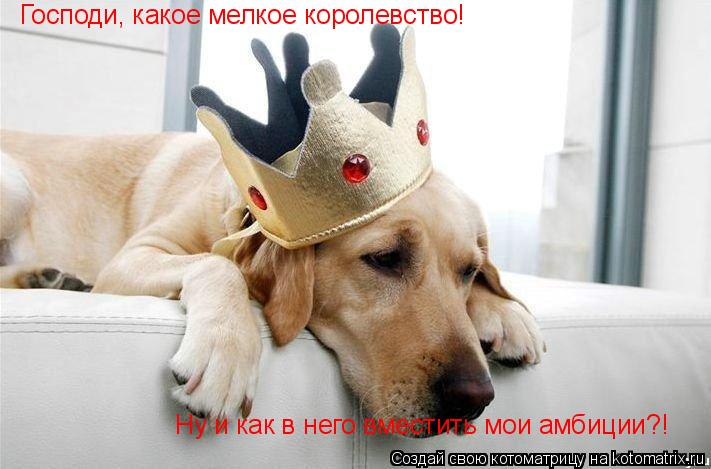 Котоматрица: Господи, какое мелкое королевство! Ну и как в него вместить мои амбиции?!
