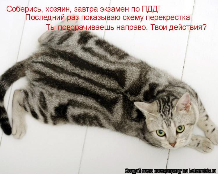 Котоматрица: Соберись, хозяин, завтра экзамен по ПДД! Последний раз показываю схему перекрестка! Ты поворачиваешь направо. Твои действия?
