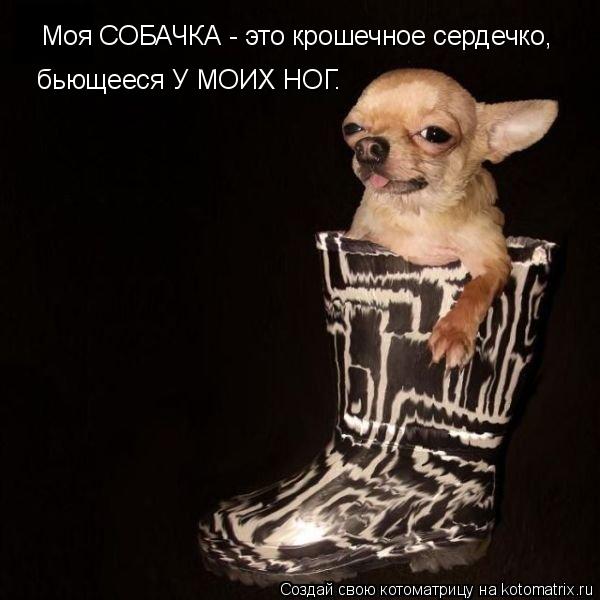 Котоматрица: Моя СОБАЧКА - это крошечное сердечко, бьющееся У МОИХ НОГ.