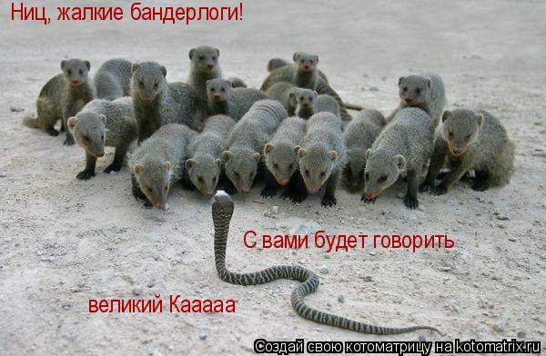 Котоматрица: Ниц, жалкие бандерлоги! С вами будет говорить  великий Кааааа