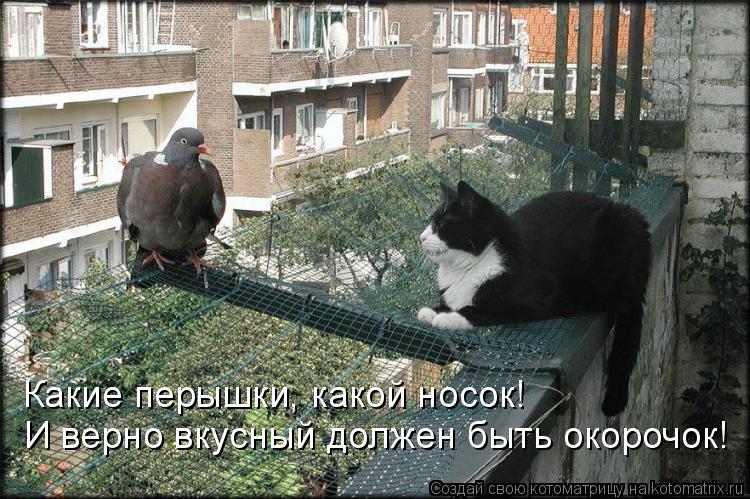 Какие перышки, какой носок! И верно вкусный должен быть окорочок!... Котоматрица: Какие перышки, какой носок! И верно вкусный должен быть окорочок!