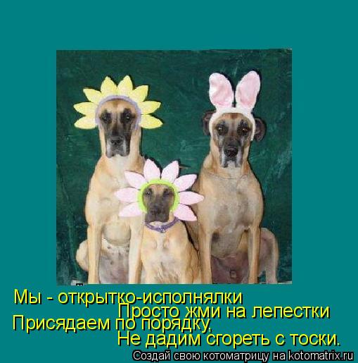 Котоматрица: Мы - открытко-исполнялки Просто жми на лепестки Присядаем по порядку, Не дадим сгореть с тоски.