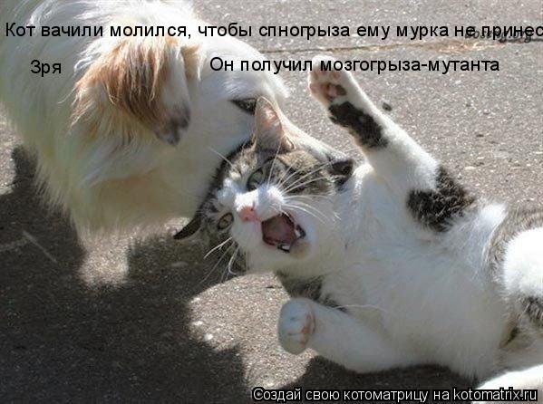 Котоматрица: Кот вачили молился, чтобы спногрыза ему мурка не принесла Зря Он получил мозгогрыза-мутанта