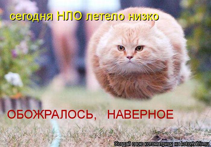 Котоматрица: сегодня НЛО летело низко ОБОЖРАЛОСЬ,   НАВЕРНОЕ
