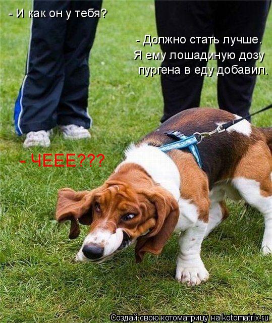 Котоматрица: - И как он у тебя? Я ему лошадиную дозу - Должно стать лучше. пургена в еду добавил. - ЧЕЕЕ???