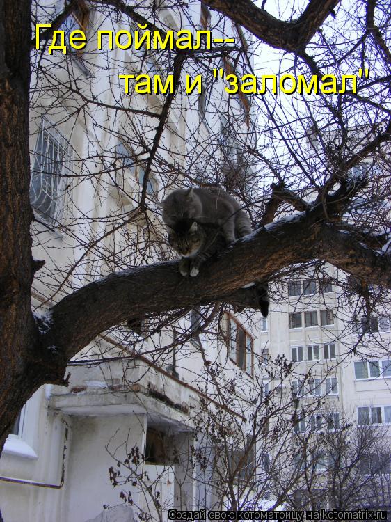 Котоматрица: Где поймал-- там и "заломал"