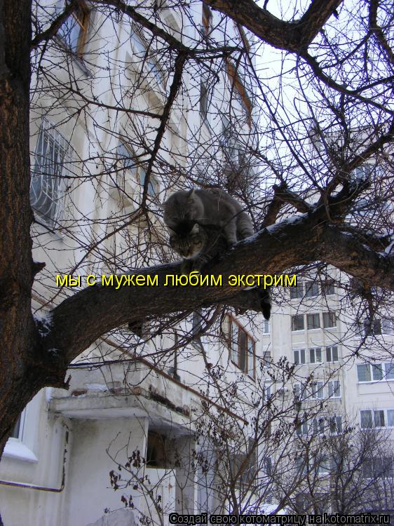 Котоматрица: мы с мужем любим экстрим