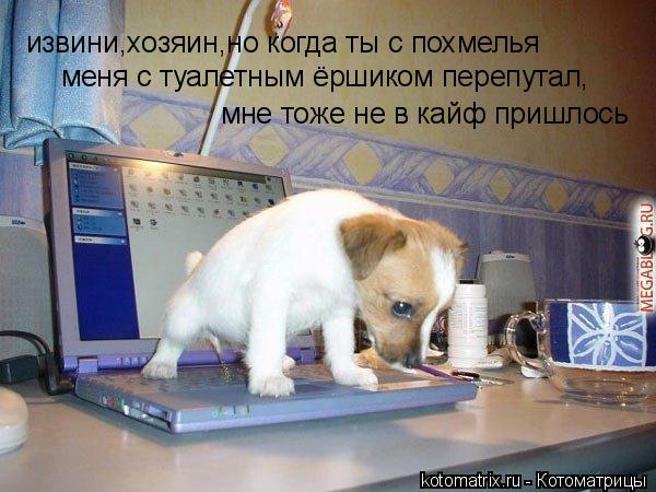 Котоматрица: извини,хозяин,но когда ты с похмелья меня с туалетным ёршиком перепутал, мне тоже не в кайф пришлось