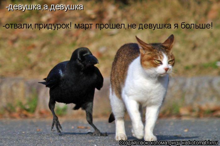 Котоматрица: -девушка,а,девушка -отвали,придурок! март прошел,не девушка я больше!
