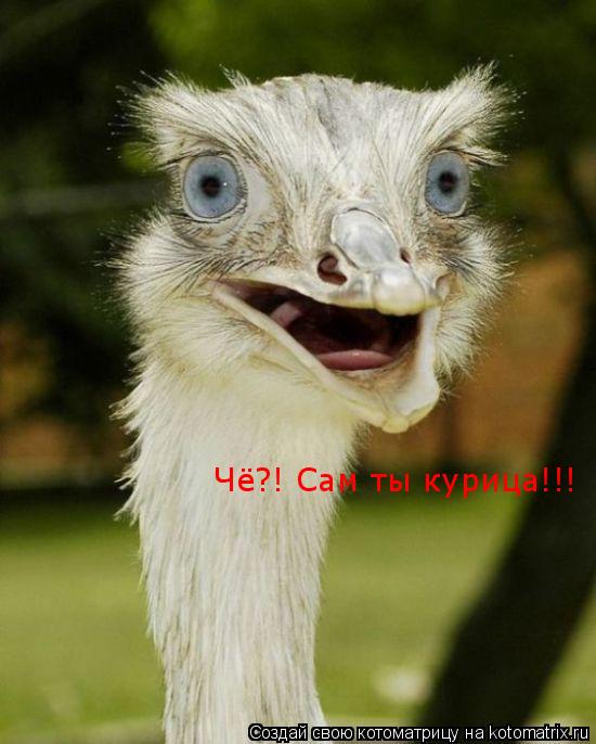 Котоматрица: Чё?! Сам ты курица!!!