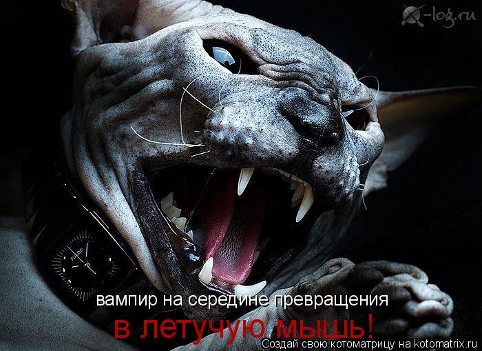 Котоматрица: вампир на середине превращения в летучую мышь!