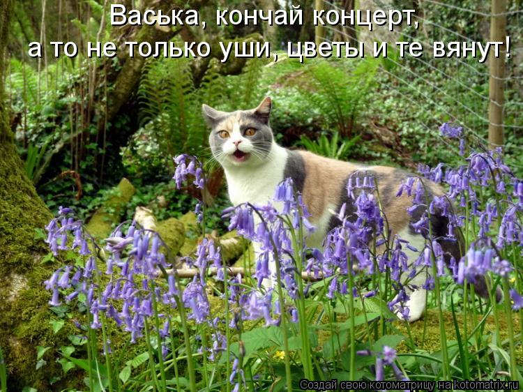 Васька, кончай концерт, а то не только уши, цветы и те вянут!... Котоматрица: Васька, кончай концерт, а то не только уши, цветы и те вянут!
