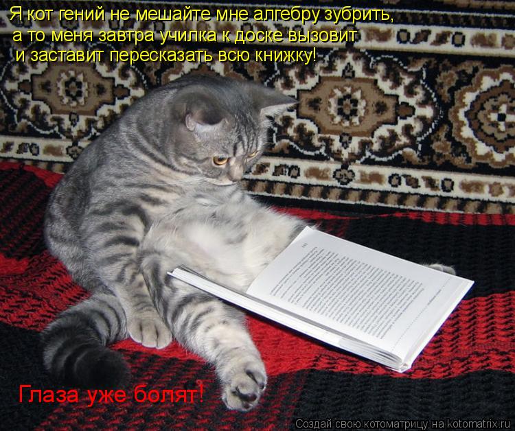 Котоматрица: Я кот гений не мешайте мне алгебру зубрить, а то меня завтра училка к доске вызовит и заставит пересказать всю книжку! Глаза уже болят!