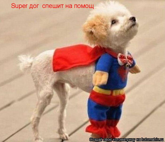 Super дог спешит на помощ... Котоматрица: Super дог спешит на помощ
