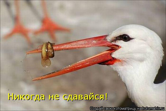 Никогда не сдавайся!... Котоматрица: Никогда не сдавайся!
