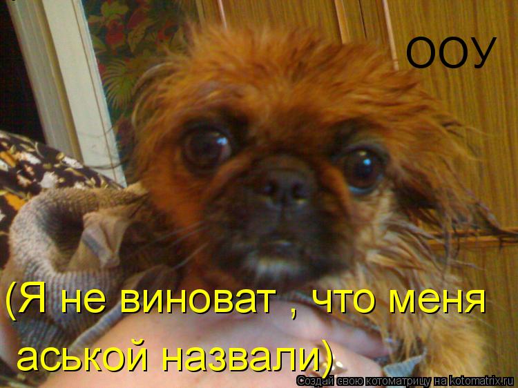 ООУ (Я не виноват , что меня аськой назвали (Я не виноват , что меня аськой назвали)... Котоматрица: ООУ (Я не виноват , что меня аськой назвали (Я не виноват , что меня аськой назвали)