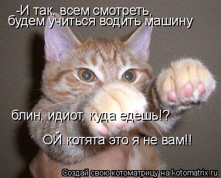 Котоматрица: -И так, всем смотреть,  будем учиться водить машину блин, идиот, куда едешь!? ОЙ котята это я не вам!!