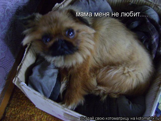 Котоматрица: мама меня не любит.....