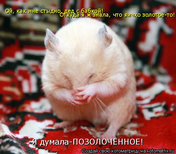Ой, как мне стыдно, дед с бабкой! Откуда я ж знала, что яичко золотое-то! Я думала-ПОЗОЛОЧЕННОЕ!... Котоматрица: Ой, как мне стыдно, дед с бабкой! Откуда я ж знала, что яичко золотое-то! Я думала-ПОЗОЛОЧЕННОЕ!