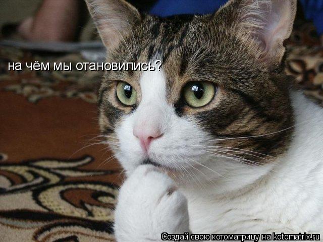 Котоматрица: на чём мы отановились?