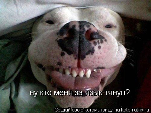 Котоматрица: ну кто меня за язык тянул?