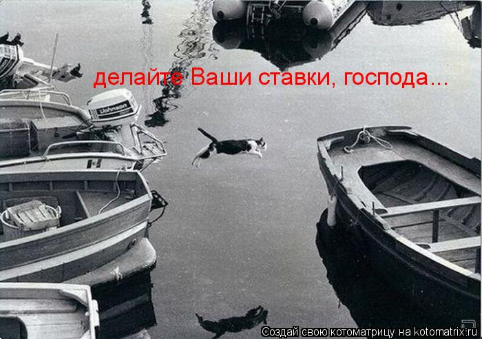 Котоматрица: делайте Ваши ставки, господа...