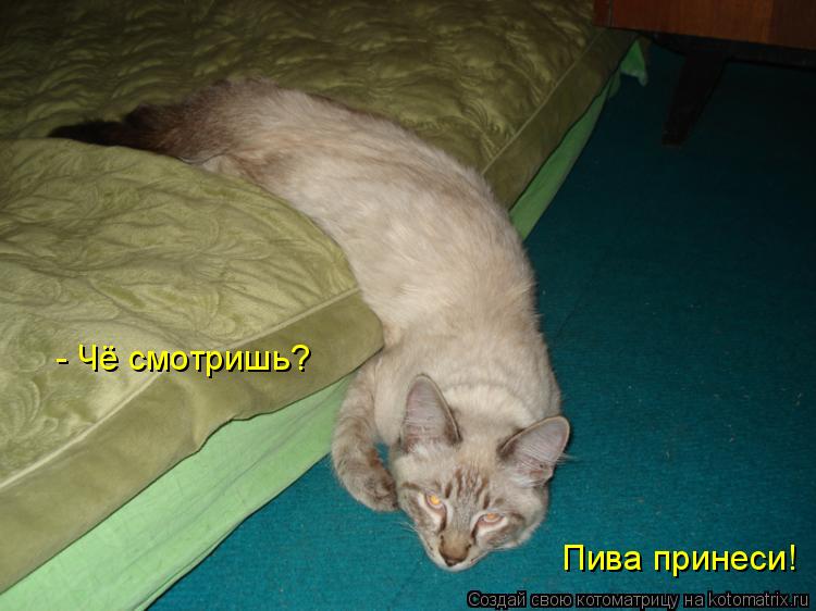 Котоматрица: - Чё смотришь? Пива принеси!