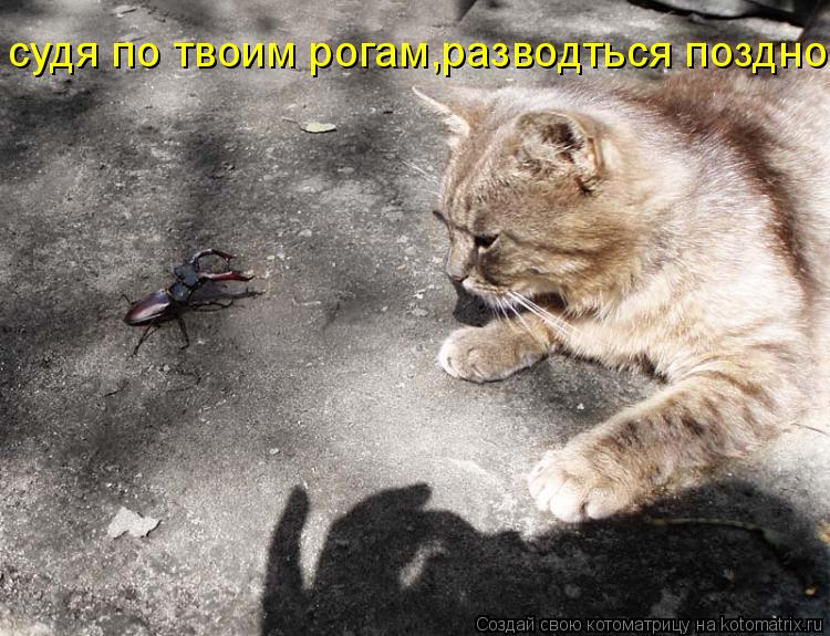 Котоматрица: судя по твоим рогам,разводться поздно