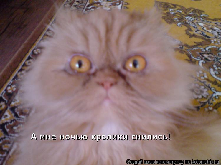 Котоматрица: А мне ночью кролики снились!