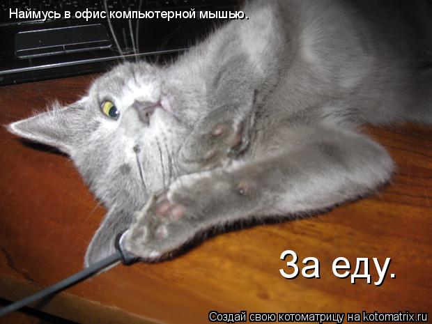 Котоматрица: За еду. Наймусь в офис компьютерной мышью.