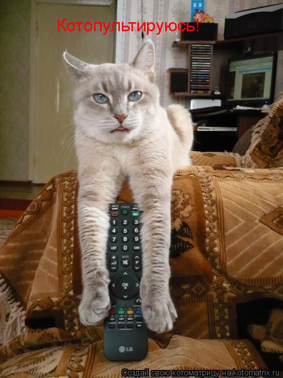 Котоматрица: Котопультируюсь!
